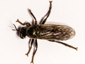 Dioctria atricapilla